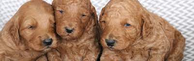 Below is a list of litters with a first date. Cinnamon X Carlos Cruz Mini Red F1b Goldendoodles Ready 2 23 Goldendoodle Breeder Ny Goldendoodle Puppies Ny Mini Sheepadoodle Puppies Doodles By River Valley Doodle Puppies