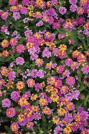 Image result for Lantana rugosa