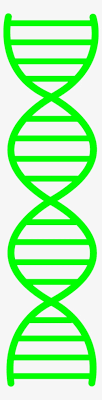 Dna double helix coloring worksheet answers worksheets for all. Dna The Double Helix Coloring Worksheet Dna Replication Coloring Answer Key Transparent Png 850x1100 Free Download On Nicepng