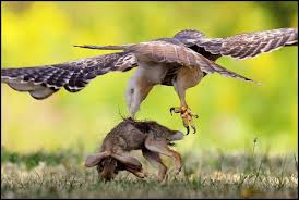 Red Tailed Hawk With Prey Red Tailed Hawk Wild Animals Videos Prey