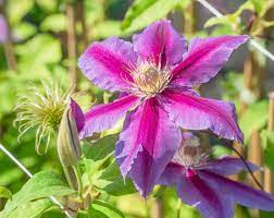 If you seek pink clematis flowers, clematis dr. Waldrebe Dr Ruppel Clematis Hybriden Dr Ruppel Gunstig Online Kaufen