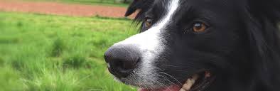 Border collie puppies for adoption uk. Welcome Bctgb