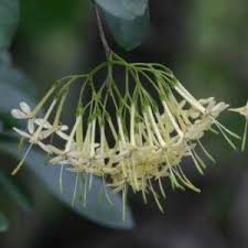 Image result for Pavetta revoluta