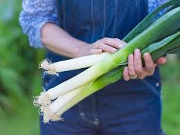 Learn how easy for beginner gardeners to plant, grow and harvest leeks at home. Garden Leek Harvest How And When To Harvest Leeks