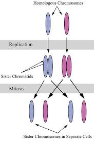 Both has loci that contain alleles for the same traits c. What Is A Homologous Chromosome Biology Explorer