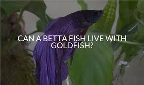 Check out our purple betta fish selection for the very best in unique or custom, handmade pieces from our shops. Can A Betta Fish Live With Goldfish Betta Care Fish Guide