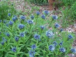 Image result for Tabernaemontana penduliflora