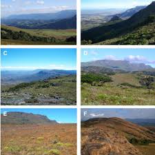 Image result for Anthospermum whyteanum