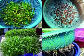 Malaysia hari ini merupakan sebuah rancangan bual bicara yang padat dengan pelbagai informasi menarik berkenaan hal ehwal semasa. Asas Penanaman Secara Hidroponik Kebuna Putrajaya