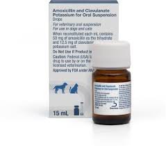 Image result for Amoxicillin