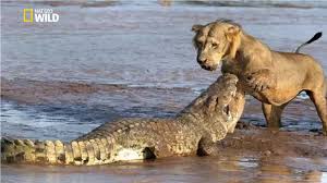 Super Hunters Apex Predator National Geographic Documentary Hd 2017 Youtube An animal that preys on other animals. super hunters apex predator national geographic documentary hd 2017