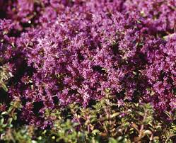 See our disclaimer perfect for small scale groundcover our creeping carpet thyme seed mat will cover pathway, landscaping, or. Red Carpet