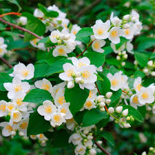 Your white flower yellow center stock images are ready. 49 Colorful Plants To Brighten Up Your Landscape Colorful Plants Plants With Colorful Leaves White Flowering Shrubs