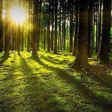 Best place of free stock photos ✅ for free download. Incompetech Royalty Free Music