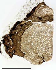 Image result for Deinbollia sp. A