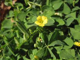 Oxalis stricta weeds that look like clover with yellow flowers. Common Yellow Wood Sorrel