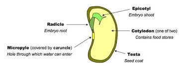 13.3.4 draw the external and internal structure of a named dicotyledonous seed. 9 3a Plant Reproduction I Am So