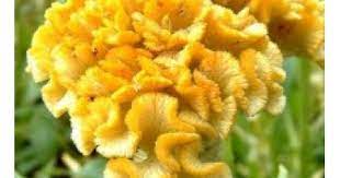 Celosia Cristata Yellow250 Planting Flowers Plants Celosia Flower