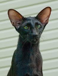 pin na doske pets portraits