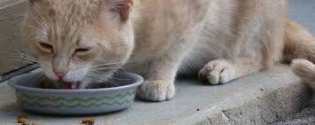 If your cat has any medical problems, such as kidney disease, urinary tract issues, or allergies, the homemade diet she needs will be different than if she doesn't. How To Turn Your Finicky Feline Into A Foodie By Dr Karen Shaw Becker Companion Animal Nutrition And Wellness Institute