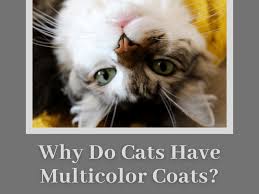 Understanding how is challenging because many genes are involved. 7 Bicolor Pattern Variations In Cats And Why They Occur Pethelpful By Fellow Animal Lovers And Experts