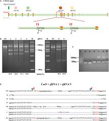 In addition you will see an entire introduction on generative design, and dynamic logos, also known by flexible identities. Frontiers Cd163dsrcr5 Marc 145 Cells Resist Prrsv 2 Infection Via Inhibiting Virus Uncoating Which Requires The Interaction Of Cd163 With Calpain 1 Microbiology