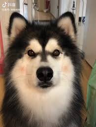 Yǎ luó sī lā wǎ. å¾®åšæœç´¢