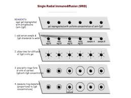 A serological procedure in which antigen and antibody solutions are permitted to diffuse toward each other through a gel matrix; Immunodiffusion Principles And Application