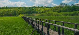 De bujor si de ghimpe , in. Arhive Parcul Natural Comana Scoala De Fotografie Povesti De Fotografie