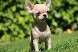 Para Todos Aquellos Que Buscais Chihuahuas En Madrid Tenemos Muy Buenas Noticias Ya Que Nuestro Criadero De Chihuah Dog Pounds Cute Chihuahua Cute Dog Photos