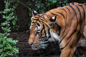 ‎مدونة schwarz tiger's weblog مدونة متنوعة غنية بمحتواها العلمي تحوي عدة مواضيع مختلفة مثل : Brauner Und Schwarzer Tiger Neben Holzklotz Kostenloses Stock Foto