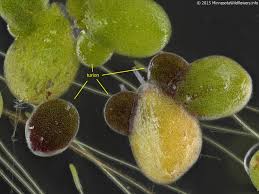 Image result for Lemna