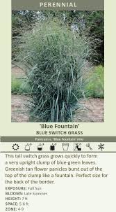 Image result for Panicum flacciflorum