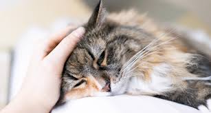 Mouth cancer can cause pain or a burning sensation when chewing and swallowing food. Common Cancers In Older Cats Symptoms And Treatments