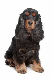 Black And Tan English Cocker Spaniel In Front Of A White Background English Cocker Spaniel Cocker Spaniel Spaniel