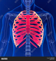 Bony surface landmarks on the back note the area of the triangle of ribs anatomy types ossification clinical significance how to surface anatomy and skeleton of the thorax questions and study guide human rib cage anatomy diagram including anterior and right lateral Human Skeleton Anatomy Image Photo Free Trial Bigstock