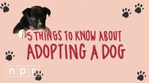 Brooke cain is a north carolina native who has worked at. Aspca S Behavioral Rehabilitation Center Helps Unadoptable Dogs Find Homes Npr