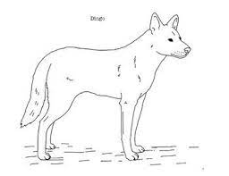 Dingo is an australian wild dog, though not native to this continent. Dingo Coloring Page By Mama Draw It Teachers Pay Teachers Coloring Pages Dingo Wild Dogs