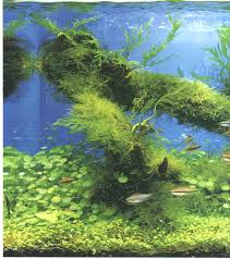 We've been in japan in 2013 at the nature aquarium. Takashi Amano