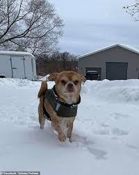 How open adoption can eliminate many of the reasons for denying pet adoptions and find good homes for homeless animals. Freedomroo Woman Tries To Rehome Men Hating Neurotic And Traumatised Chihuahua Named Prancer Australiannewsreview