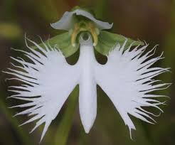 Image result for Habenaria cirrhata