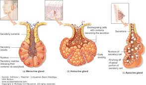 Epithelial Tissue Junqueiras Basic Histology 14e