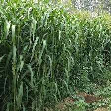 Check spelling or type a new query. Gazon De Gunai Avec Grande Germpelouse Graines Pour Ferme Consommation De Gazon Aliments Pour Nouveaute Buy Alimentation De Porc Graine D Herbe Animale Graines D Herbe Fourragere Product On Alibaba Com