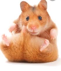 Always remember that you should never give your pet anything sticky to eat. What Kind Of Fresh Food Do Hamsters Eat And How Often Should I Give It Hamsters