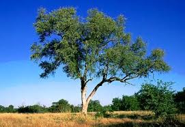 Image result for Combretum imberbe