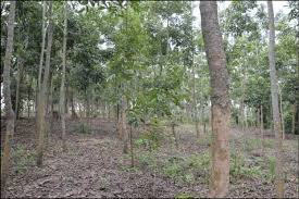 Image result for Markhamia lutea