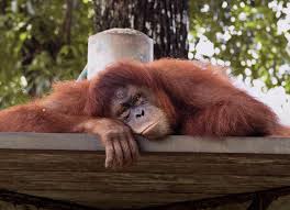 0 ratings0% found this document useful (0 votes). Haiwan Zoo Negara Ingin Tunjuk Gelagat Mereka Secara Maya Kinitrending