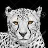 Find images of black leopard. Https Encrypted Tbn0 Gstatic Com Images Q Tbn And9gcqfabdck5m2kdbcgifqwb9o Njxmi6b5qptgicgdvkd3d0paln5 Usqp Cau