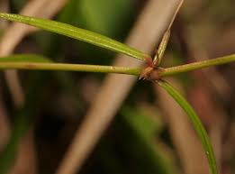 Image result for Oldenlandia lancifolia