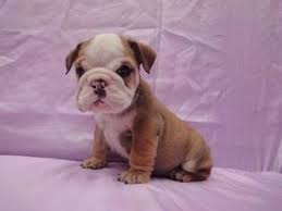 Olde english bulldog of virginia beach, surry, virginia. View Ad Bulldog Puppy For Sale Near Virginia Richmond Usa Adn 10534